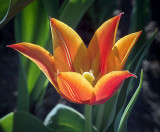 Orange Tulip DSCF02122