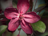 Red Blossom DSCF02202