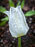 Wet Tulip DSCF02264