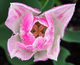 Pink & White Tulip DSCF02272.4