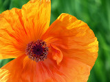 Orange Poppy Flower DSCF03288