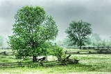 Trees In Rain 20130607