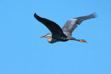 Heron In Flight DSCF03567