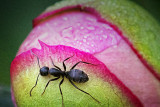 Ant On A Budding Peony 20130609