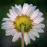 Daisy Backside 20130622