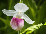 Showy Lady's Slipper Orchid DSCF04811