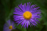 Purple & Yellow Flower DSCF5300-2