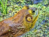 Bullfrog Closeup DSCF05748