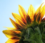 Frontlit Sunflower Backside DSCF07147