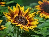 Sunflowers DSCF07130