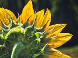 Sunflower Backside DSCF07141
