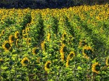 Sunflower Field DSCF07262-4