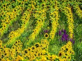 Sunflower Field DSCF08365