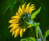 Sunflower Sideview DSCF08353