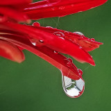 Wet Red Flower DSCF08783-5