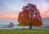 Lone Autumn Tree DSCF4196-8