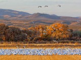 Field of Snow Geese 72792