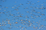 Big Flock Of Snow Geese 72634
