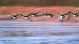 Dawn Geese Flyout 20131120
