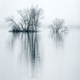 Reflected Trees Against Fog DSCF11766-8