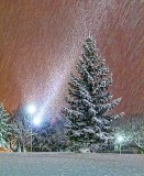 Snowy Pine 39833