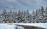 Snowy Pines DSCF11911