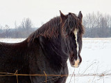 Posing Horse 20131201