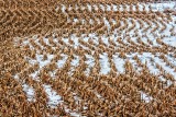 Winter Cornfield 20131207