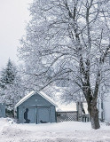 Iced Tree 20131223