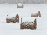 Snowy Bales In Snow Covered Field During Snowstorm DSCF12378