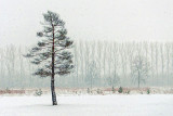 Lone Pine In Snowstorm DSCF12741