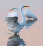 Egrets At Dawn 4515
