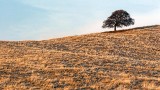 Lone Tree On A Hill 23473