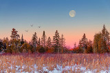 Sunrise Moon Over Pines 42544-5