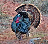 Wild Turkey 33055