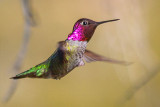 Hummingbird In Flight 80497