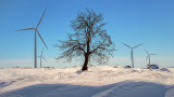 Tree Between Turbines DSCF13945