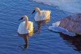 Two Swans Aswimming At Sunrise 20140309