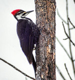 Pileated Woodpecker DSCF14126