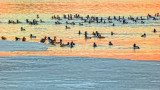 Migrating Ducks At Sunrise 20140411