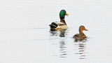 Mr & Mrs Mallard P1020281