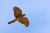 Hawk In Flight 86829