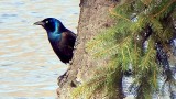 Pining Grackle P1020850