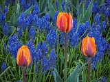 Three Orange Tulips DSCF14930
