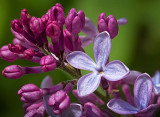 Blooming Lilac Closeup DSCF15603