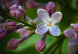 Blooming Lilac Closeup DSCF15621