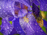 Wet Purple Iris Closeup DSCF15739