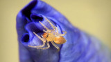Tiny Spider On A Budding Iris DSCF15822