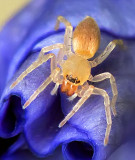 Tiny Spider On A Budding Iris DSCF15822 (crop)