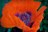 Wet Poppy Flower DSCF15921